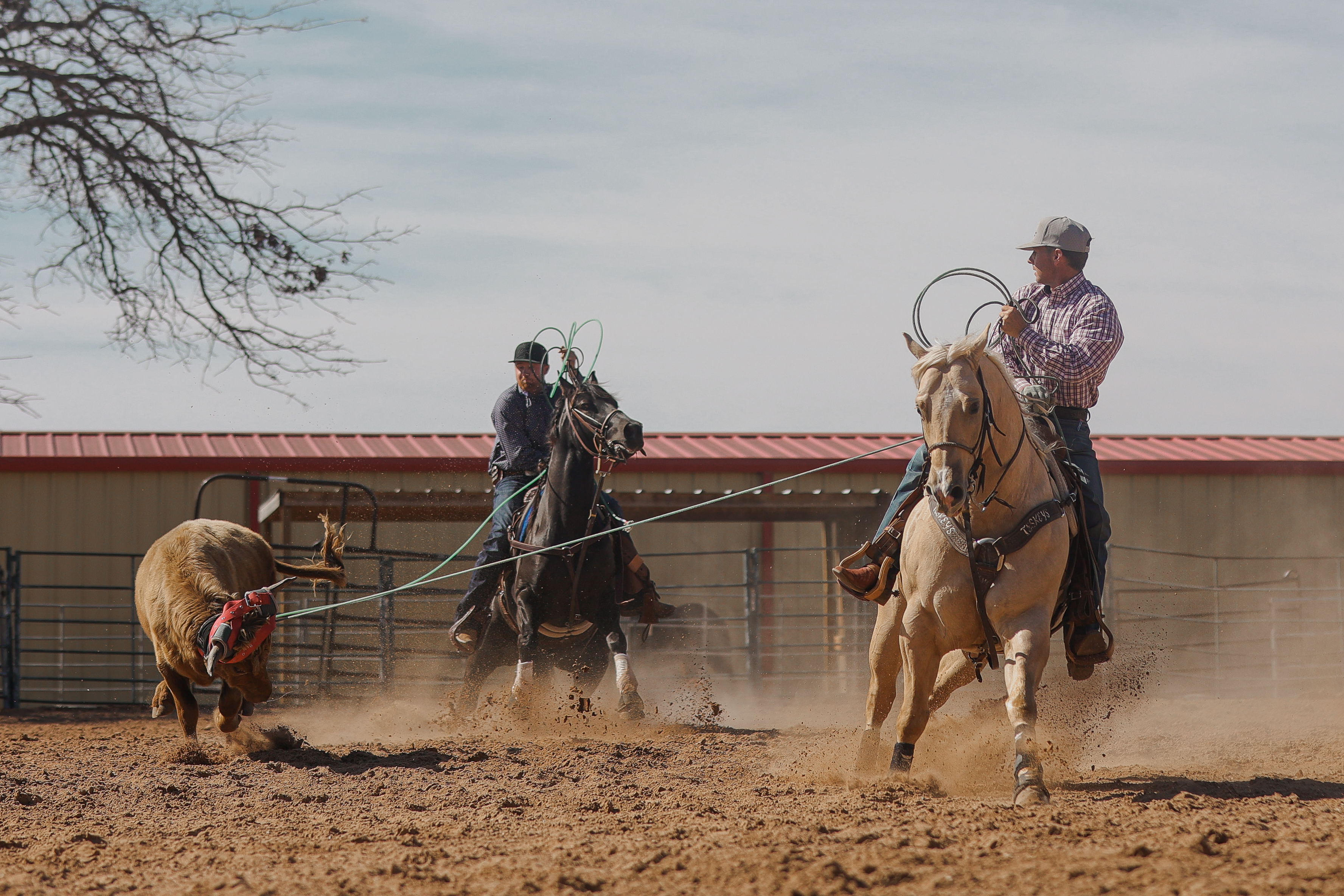 Training Roping Steers Jake Hindman — Roping Lessons & Colt Development | Brock, Texas